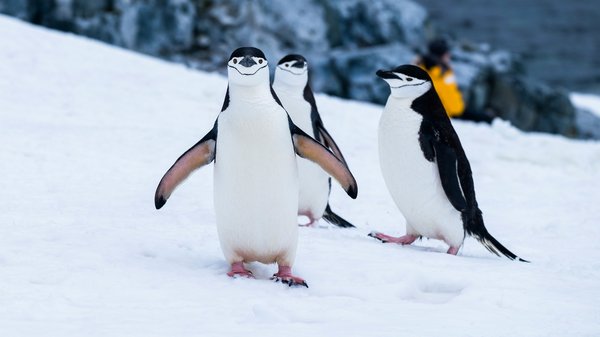 Quels sont les meilleurs spots pour observer les pingouins en Antarctique : périodes et conseils pratiques ?